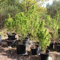 Plantaža kod Makarske