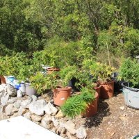 Plantaža kod Makarske