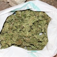 Plantaža kod Makarske