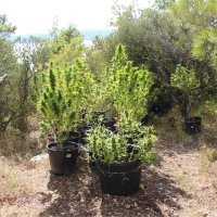 Plantaža kod Makarske