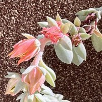 iPhone 14 Pro Max primjeri fotografija