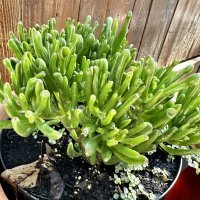 iPhone 14 Pro Max primjeri fotografija