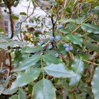 Nokia G60 5G primjeri fotografija