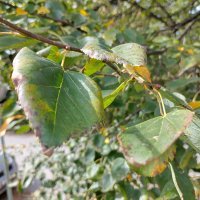 Nokia G60 5G primjeri fotografija