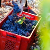 Berba grožđa