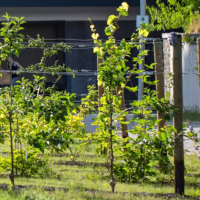 Andernach, jestivi grad u Njemačkoj