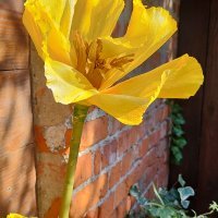 Xiaomi 12T Pro primjeri fotofrafija