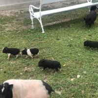 Bio park Divlje vode