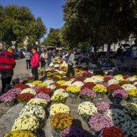 Cvijeće za Sve svete