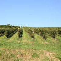 Vinogradarska kuća Braje