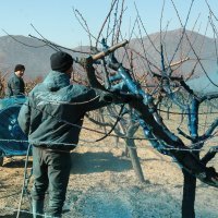Primjena pesticida u neretvanskom kraju