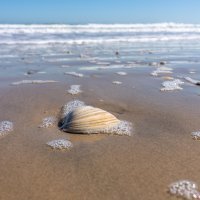 5 Tvrda oceanska školjka