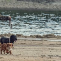 Kruna (The Crown), 5. sezona