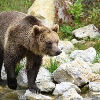 Novi medvjedi u ZOO-u