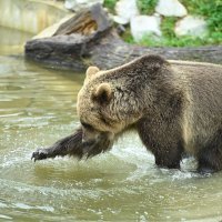 Novi medvjedi u ZOO-u