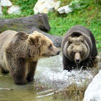 Novi medvjedi u ZOO-u