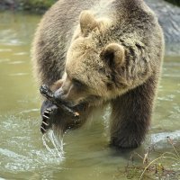 Novi medvjedi u ZOO-u