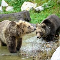 Novi medvjedi u ZOO-u