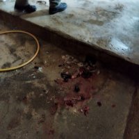 Ilegalna klaonica u Dalmaciji