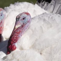 Joe Biden pomilovao dvije purice