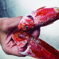 Aitor Arregi - Elkano3