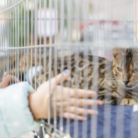 Izlozba mačaka u centru King Cross