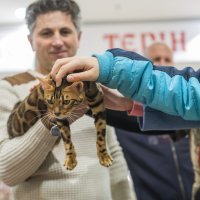 Izlozba mačaka u centru King Cross