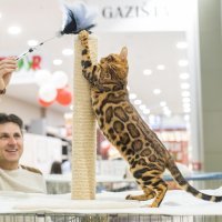 Izlozba mačaka u centru King Cross