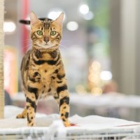 Izlozba mačaka u centru King Cross