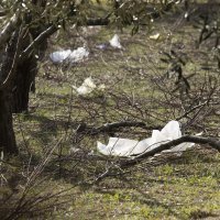 Plastične vrećice lete sa smetlišta Karepovac u SPlitu
