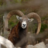 Životinje na Brijunima