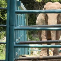 Životinje na Brijunima