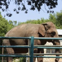 Životinje na Brijunima