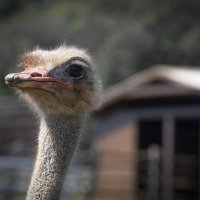 Životinje na Brijunima