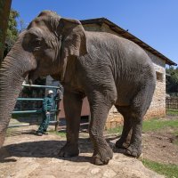 Životinje na Brijunima