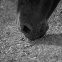 Adina Camhy - Crater