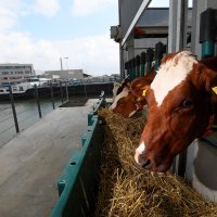 Plutajuća mliječna farma u Rotterdamu