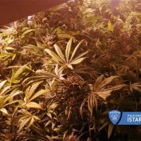Laboratorij za uzgoj marihuane u Rovinju