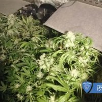 Laboratorij za uzgoj marihuane u Rovinju