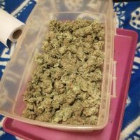 Laboratorij za uzgoj marihuane u Rovinju