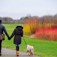 Šetnja i lagano trčanje zimi