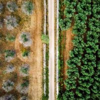 Bolest maslina u Italiji