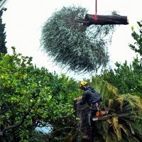 Bolest maslina u Italiji