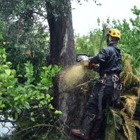 Bolest maslina u Italiji