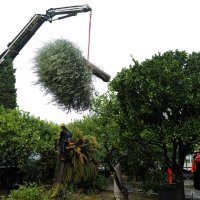 Bolest maslina u Italiji