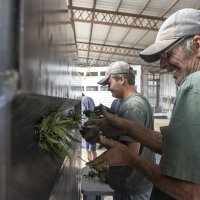 Industrijska konoplja