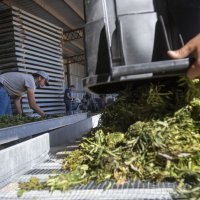 Industrijska konoplja