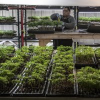 Industrijska konoplja