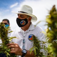 Industrijska konoplja