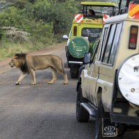 Lav u parku prirode u Nairobiju